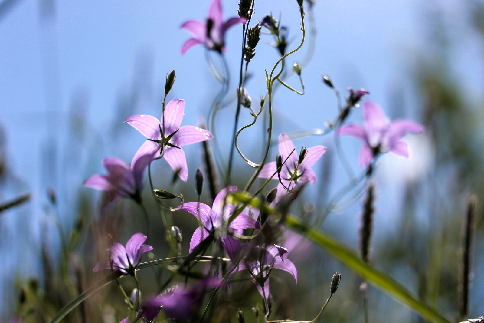 Canon EF-S 60mm F2.8 Macro USM sample photo. Bellflower, purple flower, meadow photography