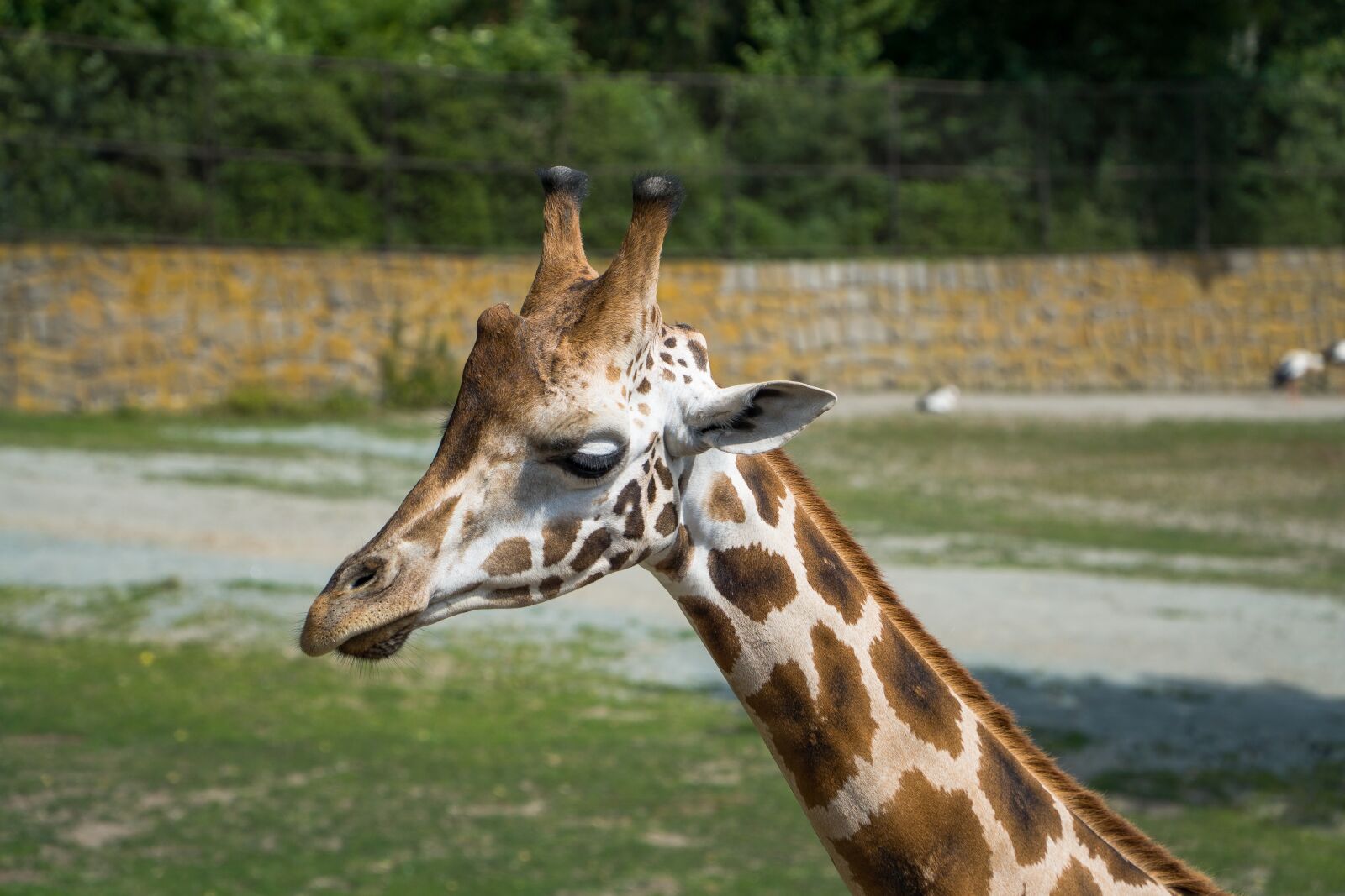 Sony a6000 + Sony E PZ 18-105mm F4 G OSS sample photo. Giraffe, zoo, safari photography