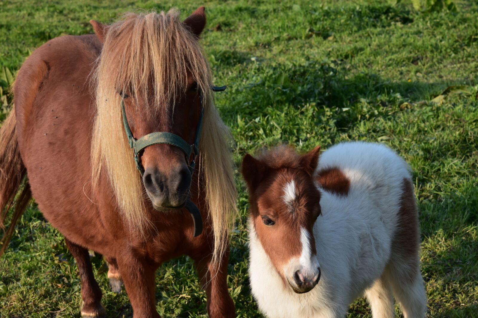 Nikon D5600 sample photo. Shetland pony, mother pony photography