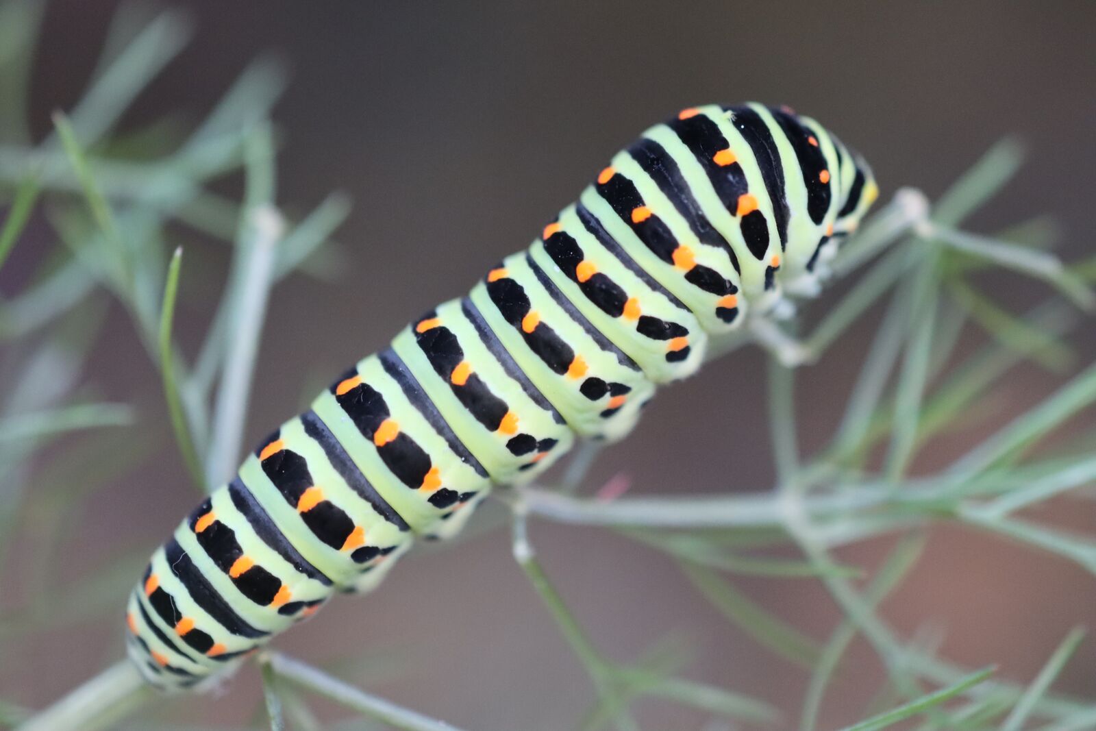 Canon EOS 90D sample photo. Caterpillar, dovetail, color photography