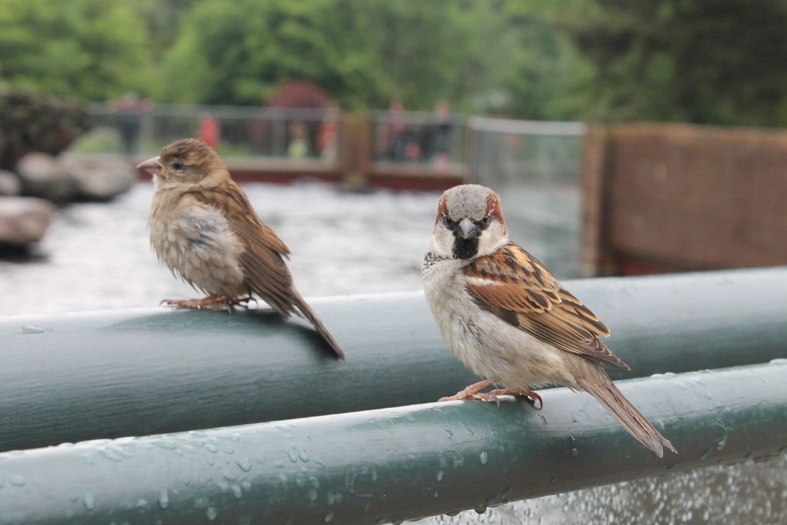 Canon EOS 1100D (EOS Rebel T3 / EOS Kiss X50) sample photo. Bird, plumage, animal photography
