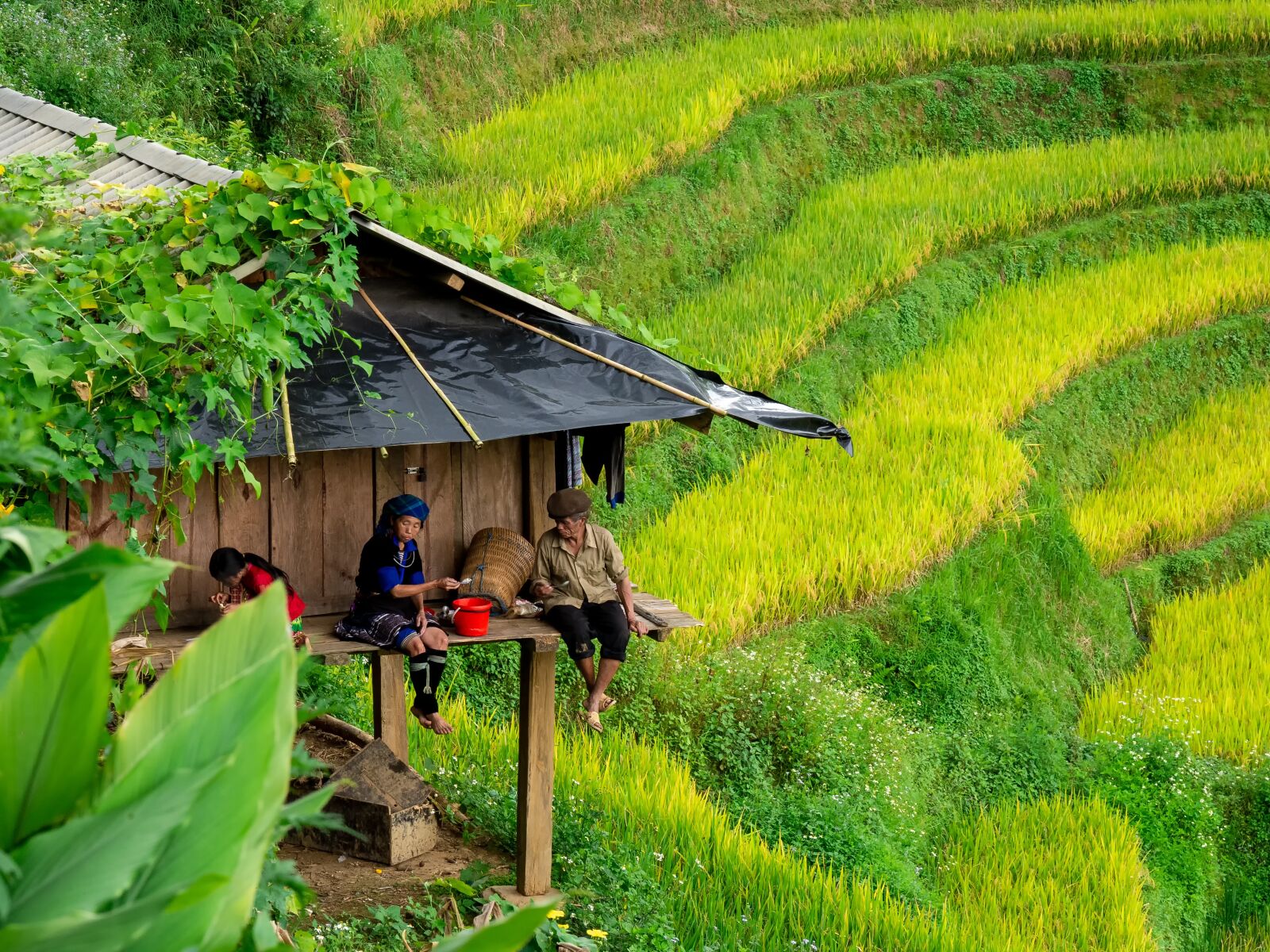 Olympus OM-D E-M10 II + Olympus M.Zuiko Digital ED 12-100mm F4.0 IS Pro sample photo. Mucangchai, vietnam, paddy photography