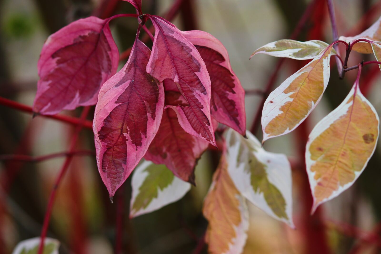 Canon EOS 1100D (EOS Rebel T3 / EOS Kiss X50) sample photo. Leaves, colorful, pink photography