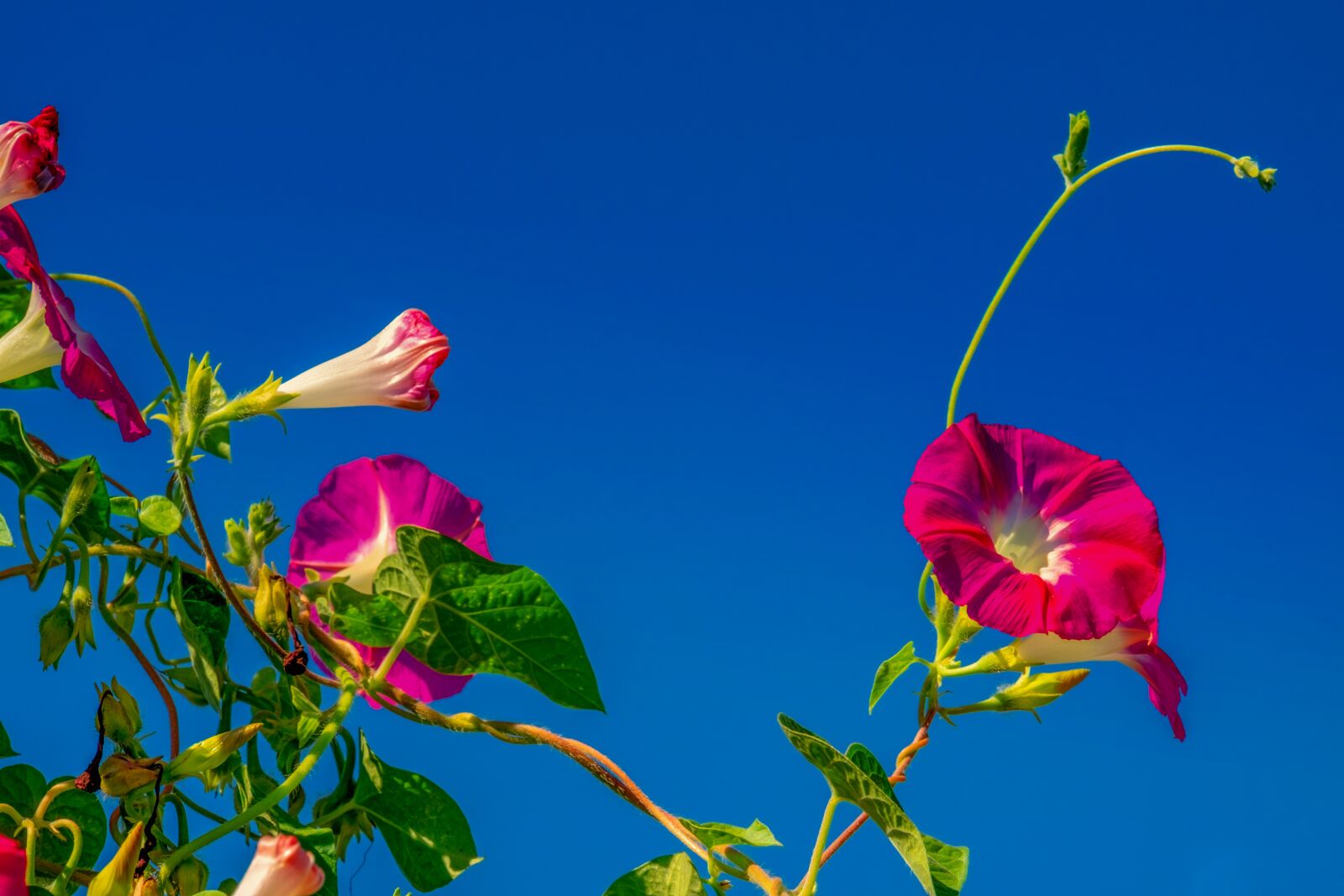 Fujifilm XF 55-200mm F3.5-4.8 R LM OIS sample photo. Superb thread, morning glory photography