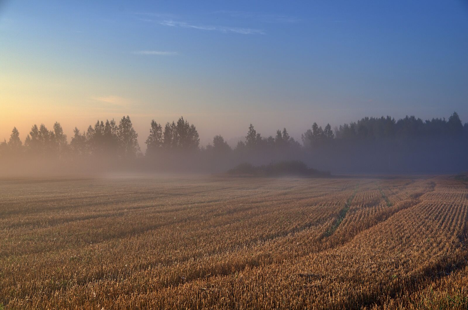 Pentax K-50 sample photo. Morning, cornfield, foggy photography
