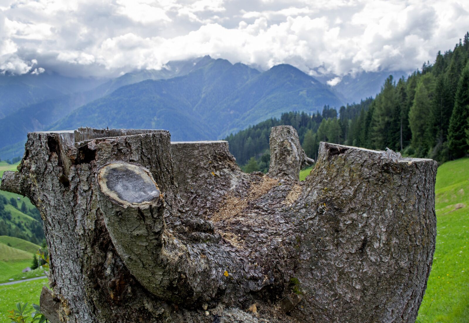 Nikon D3100 sample photo. Tree, landscape, mountains photography