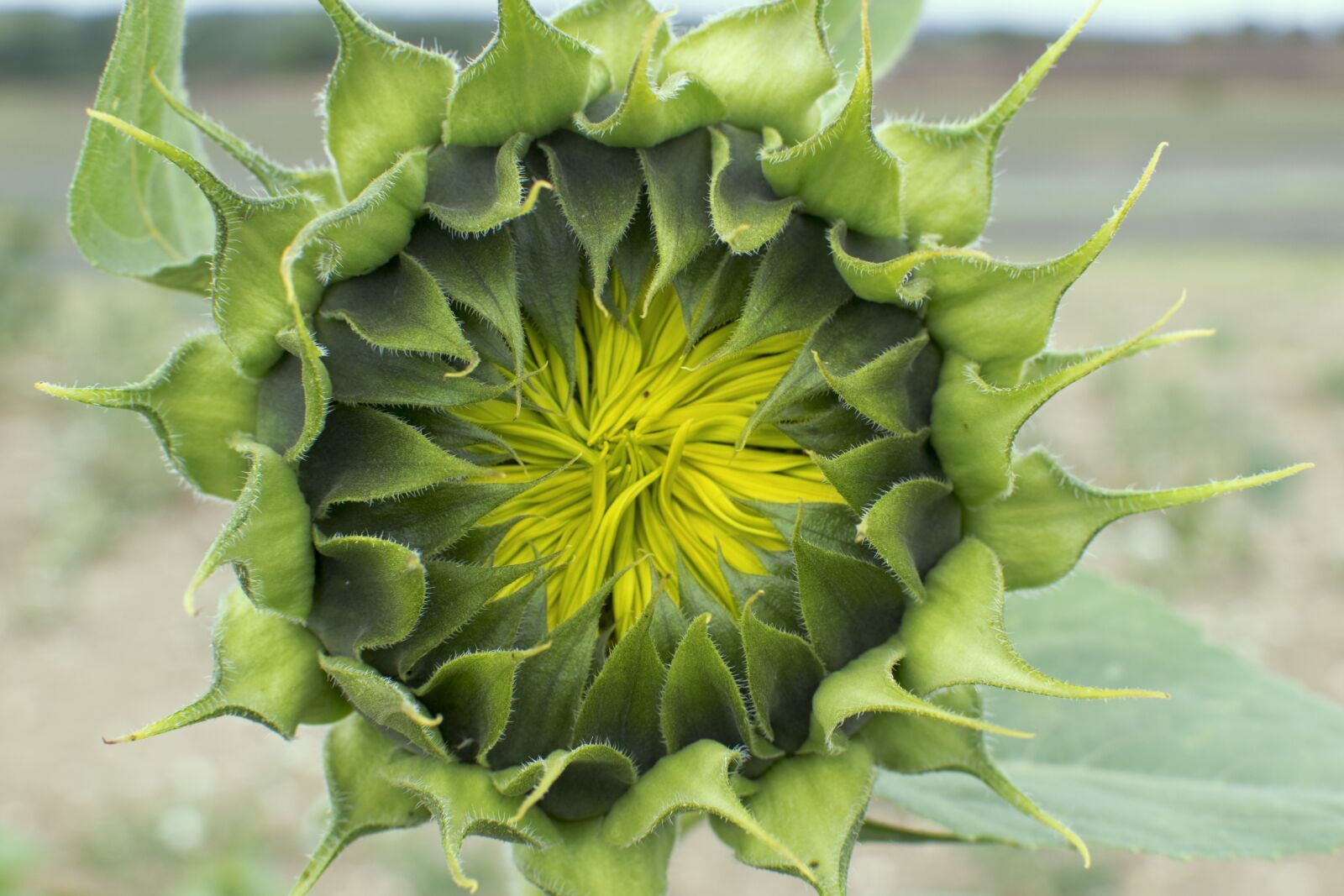 Nikon D3300 sample photo. Sunflower, sunflower bud, blossom photography