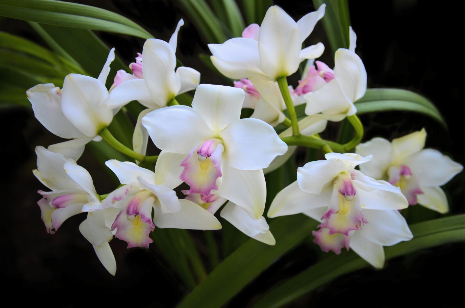 Nikon D7000 sample photo. Orchid, flower, exotic photography