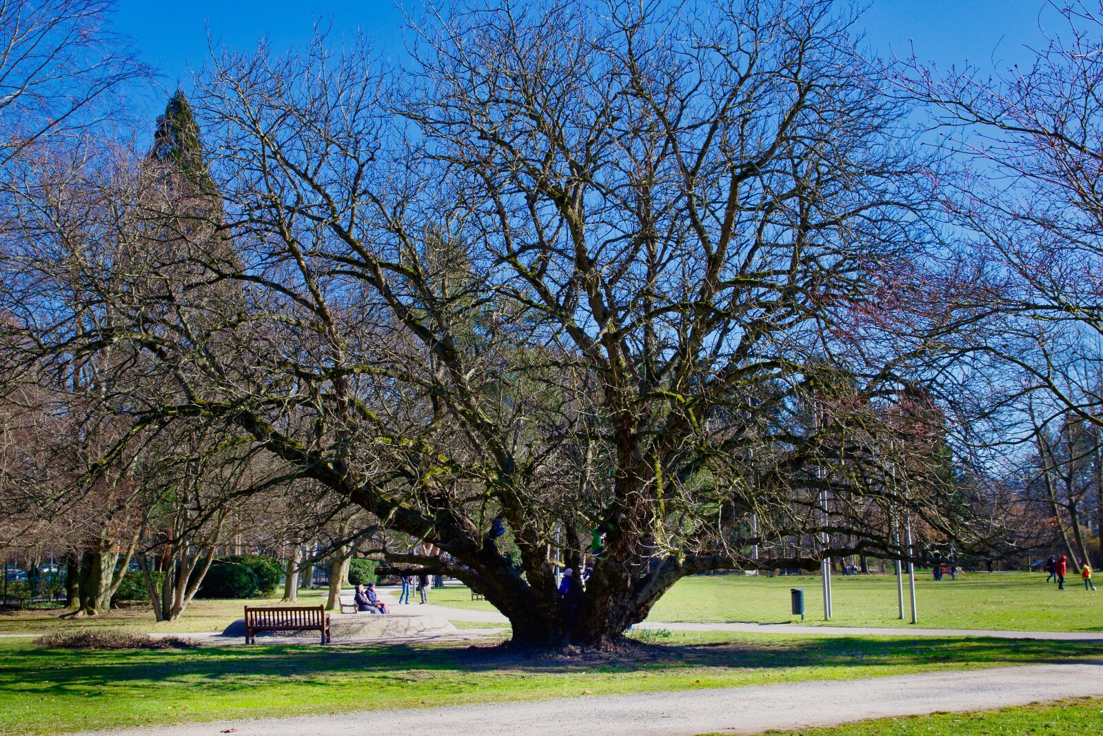 Nikon D5300 sample photo. Tree, landscape, park photography