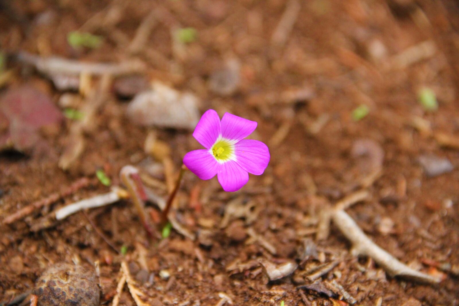 Canon EOS 550D (EOS Rebel T2i / EOS Kiss X4) sample photo. Purple flower, earth, leaves photography