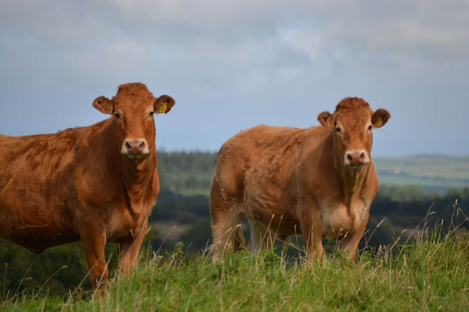Nikon D3100 sample photo. Brown, cow, graze photography