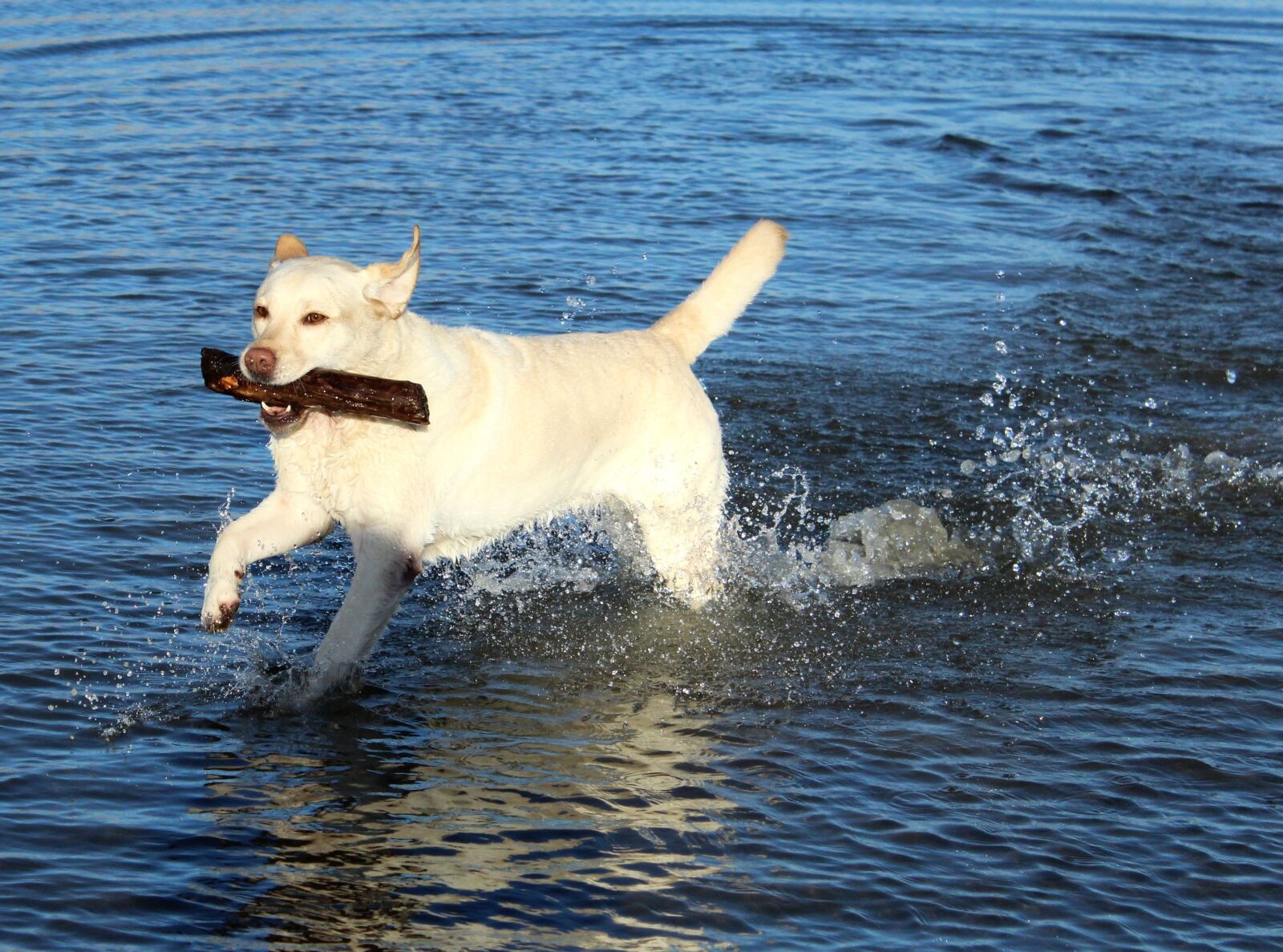 Canon EOS 600D (Rebel EOS T3i / EOS Kiss X5) sample photo. Labrador, playful, water photography