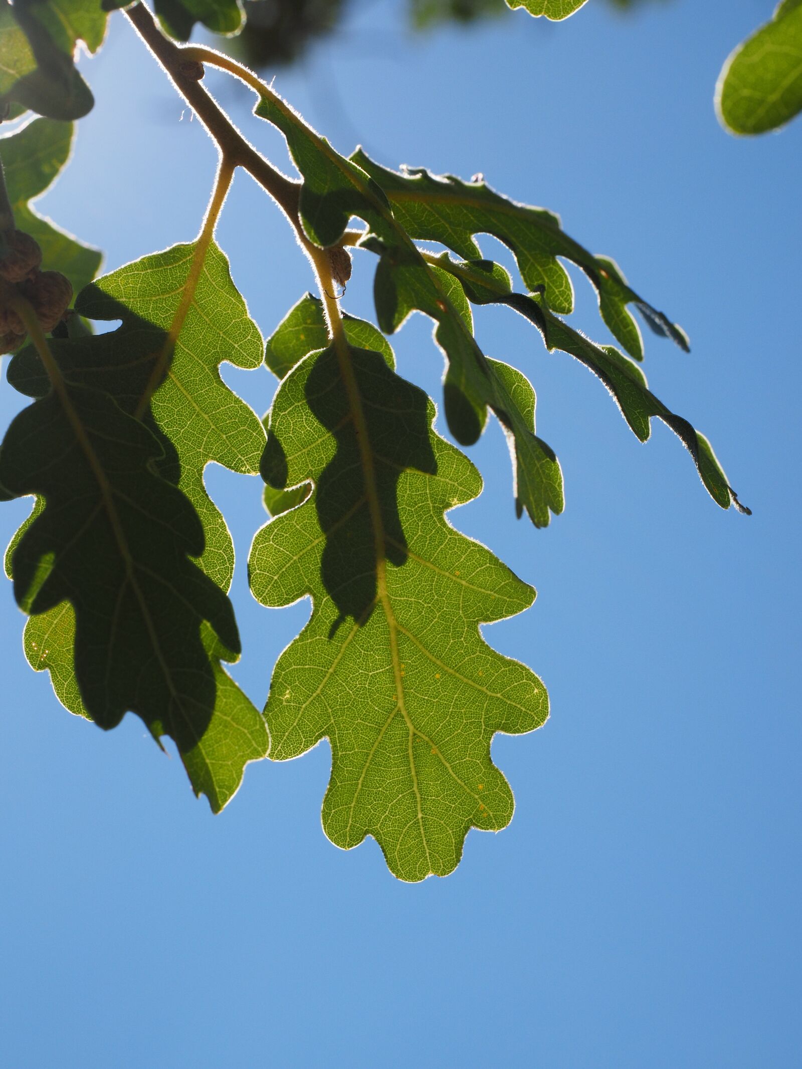 Olympus OM-D E-M1 + Olympus M.Zuiko Digital ED 12-40mm F2.8 Pro sample photo. Leaves, oak leaves, silvery photography