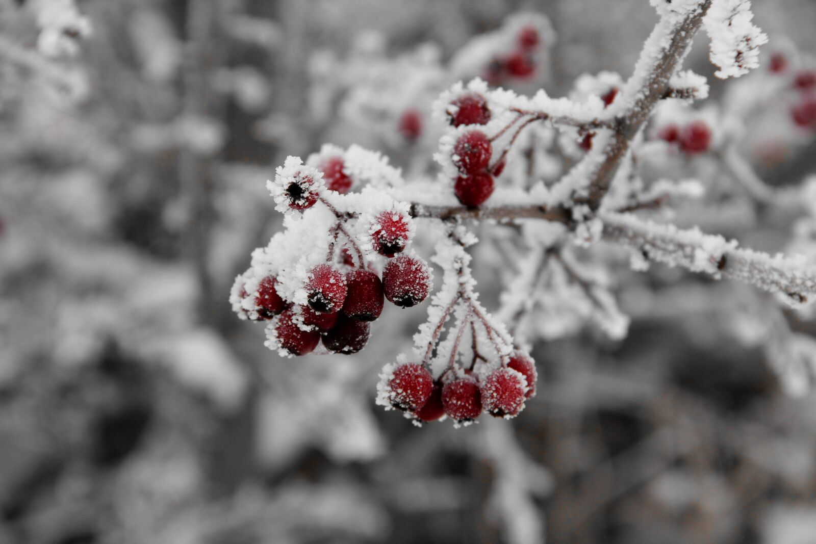 Canon EOS 60D sample photo. Berry, winter, cold photography