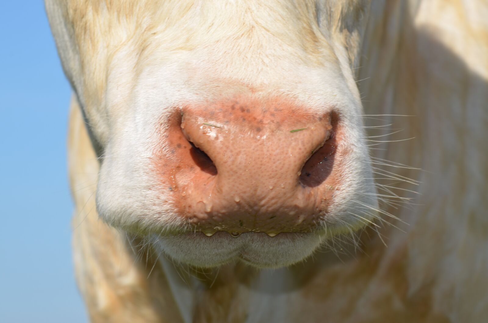 Nikon D5100 sample photo. Nostril, cow, agriculture photography