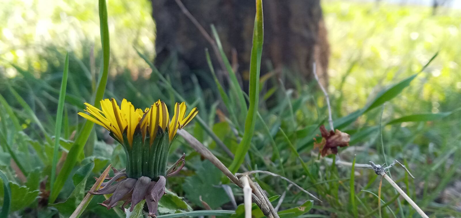 Samsung SM-A107F sample photo. Flower, yellow flower, garden photography