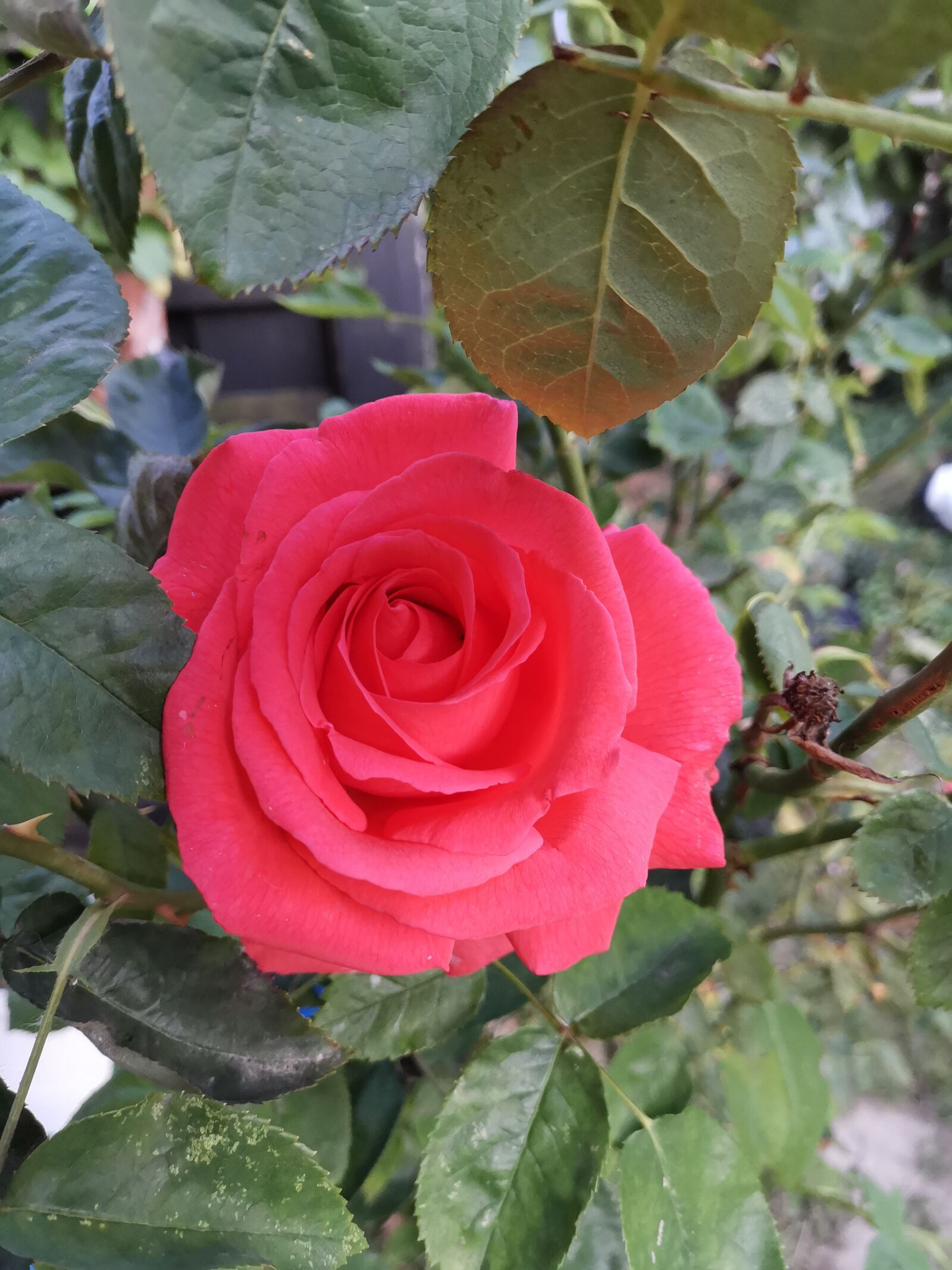 HUAWEI HMA-L29 sample photo. Rose, red rose, blossom photography