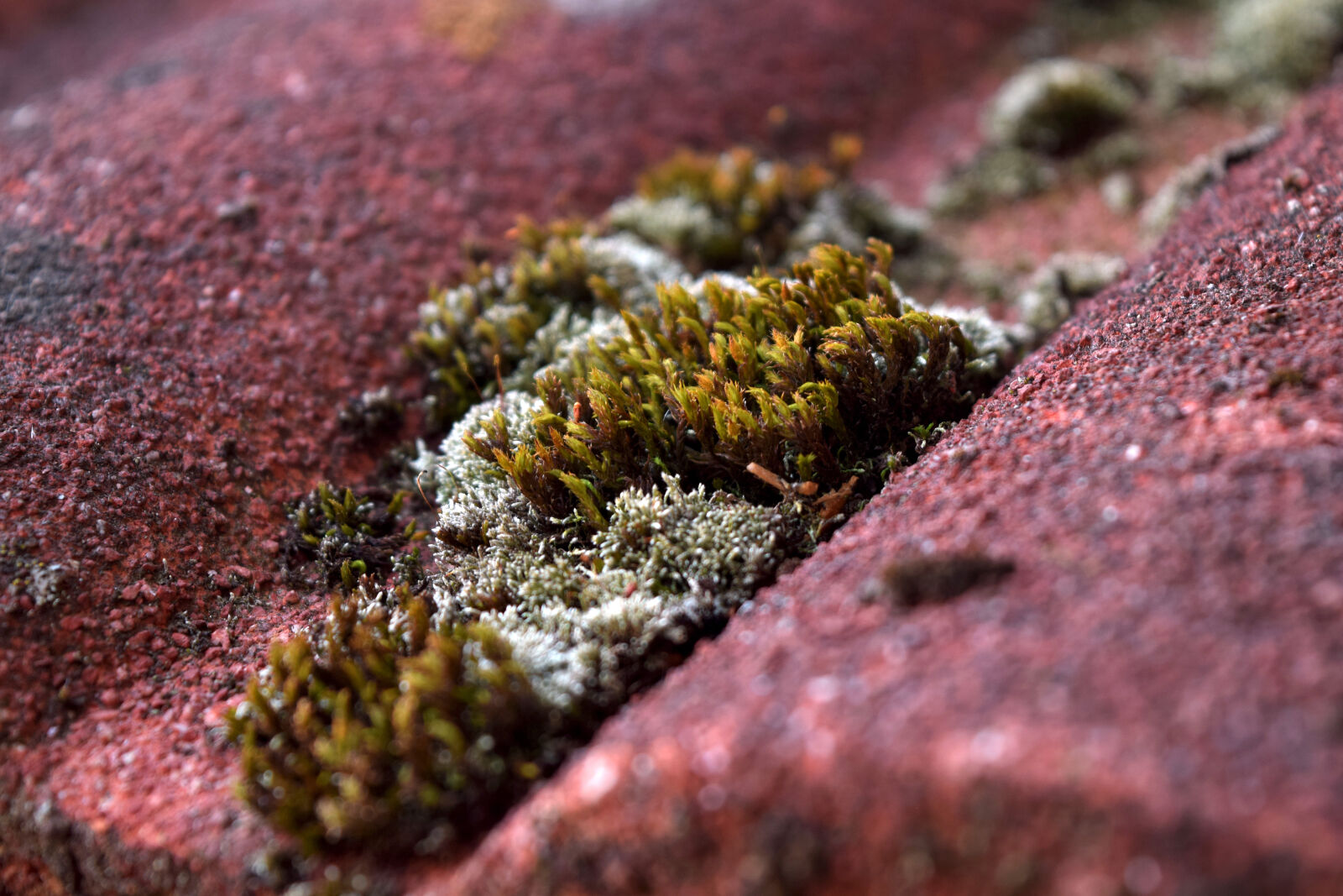 Nikon D3300 sample photo. Italy, moss, roof, roof photography