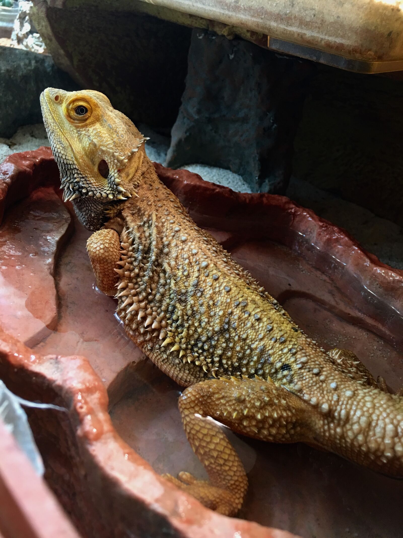 Apple iPhone 6s Plus sample photo. Bearded dragon, water bath photography
