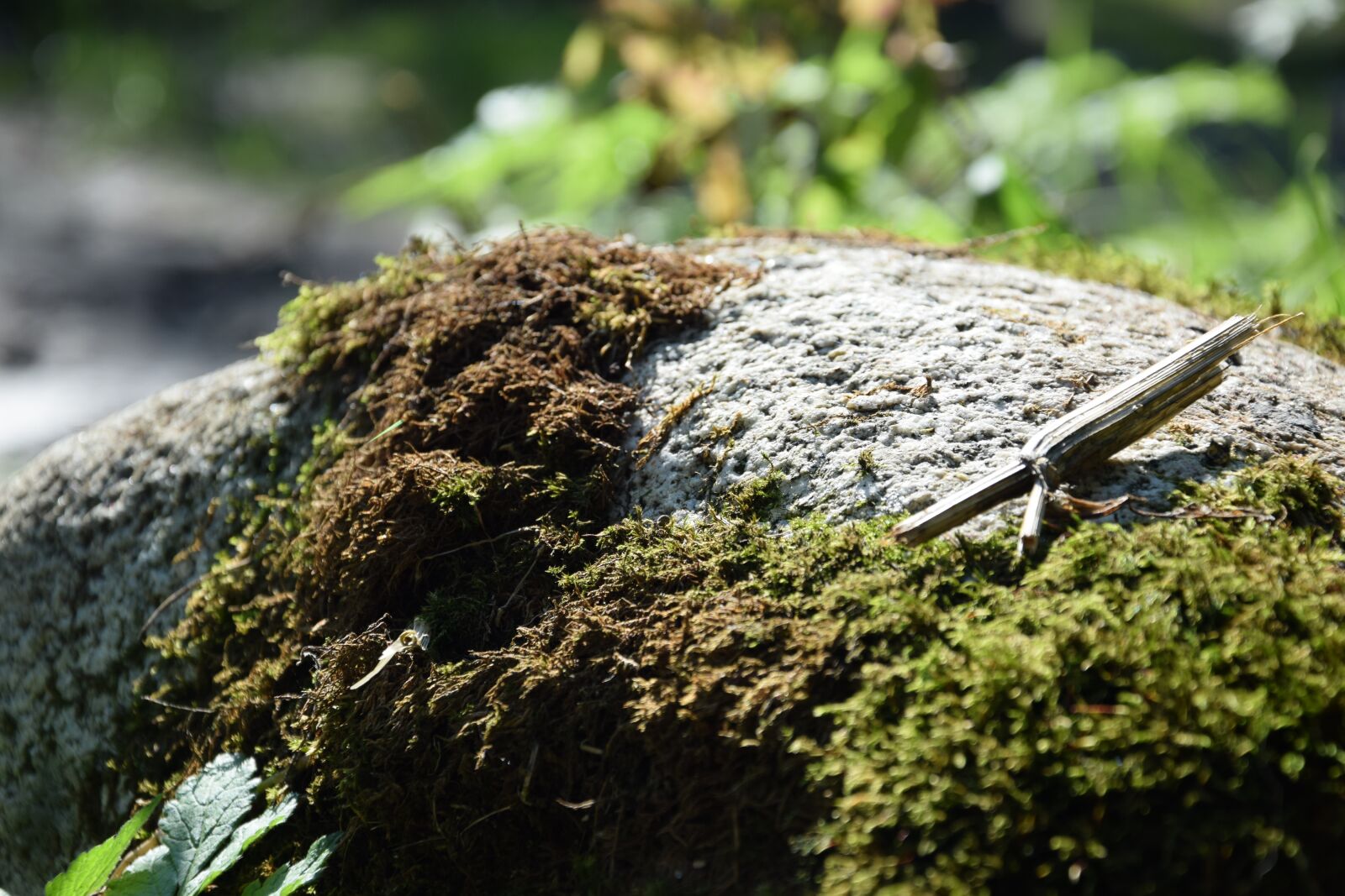 Nikon D3300 sample photo. Stone, moss, forest photography