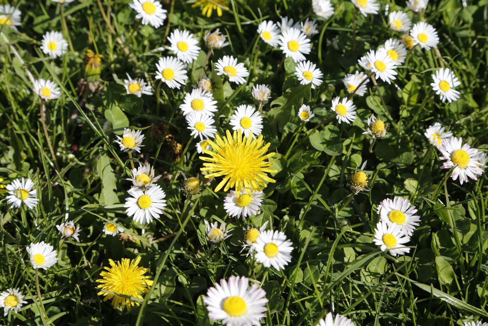 Canon EF 24-105mm F4L IS USM sample photo. Flowers, dandelion, yellow photography