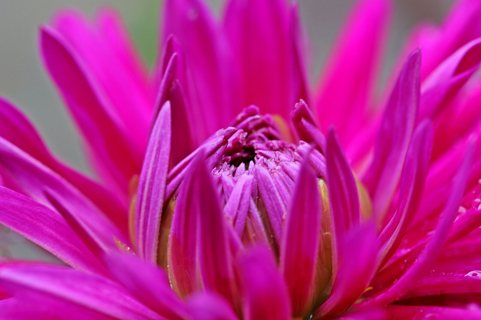 Canon EOS 650D (EOS Rebel T4i / EOS Kiss X6i) sample photo. Dahlia, flower, composites photography