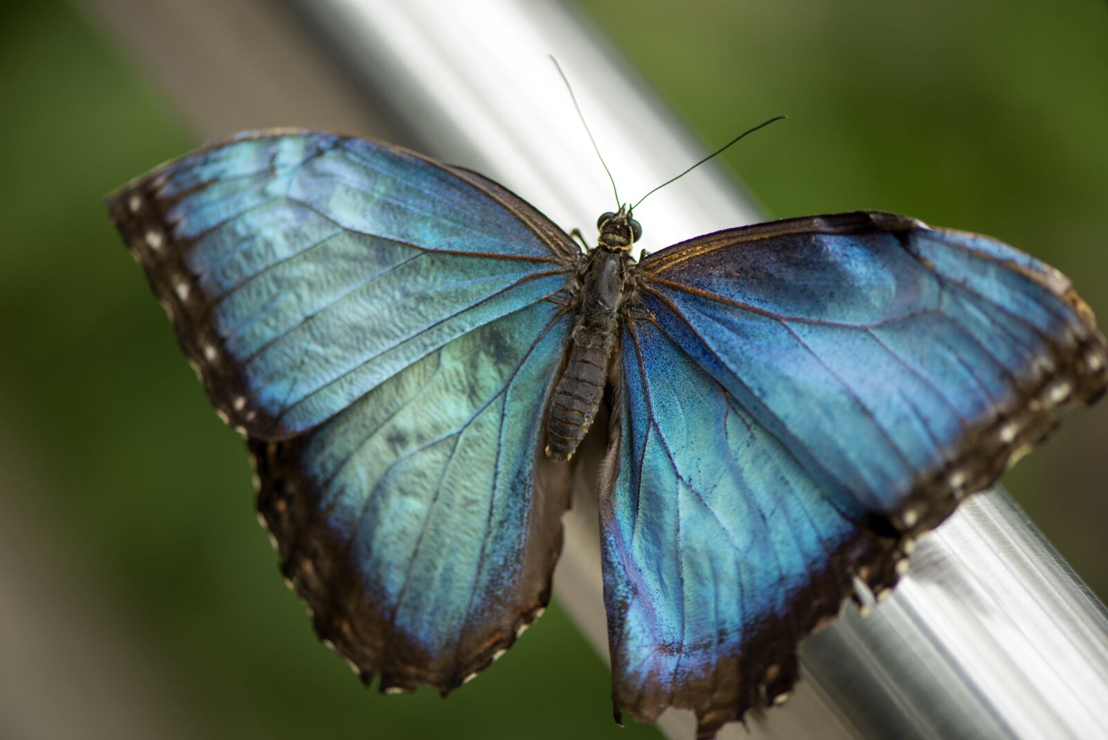 Nikon D610 sample photo. Butterfly, blue, morpho photography