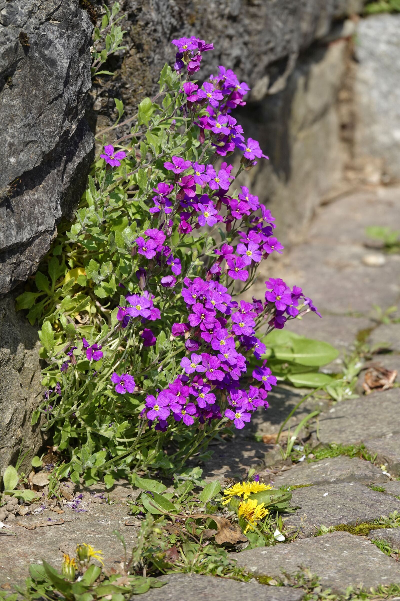 Sony Cyber-shot DSC-RX10 IV sample photo. Stone herb, violet, dandelion photography