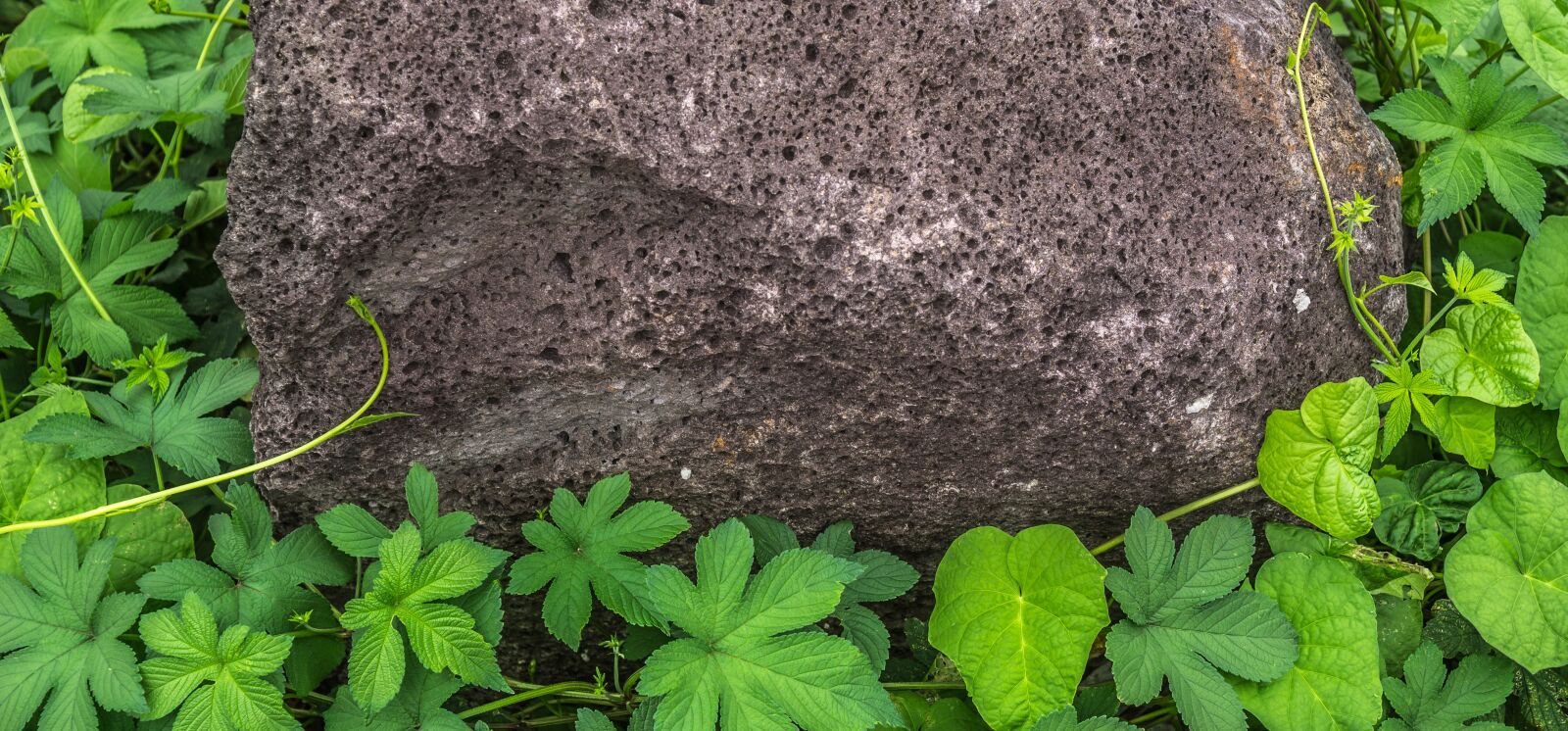 Sony Alpha NEX-5N sample photo. Leaf, plants, nature photography