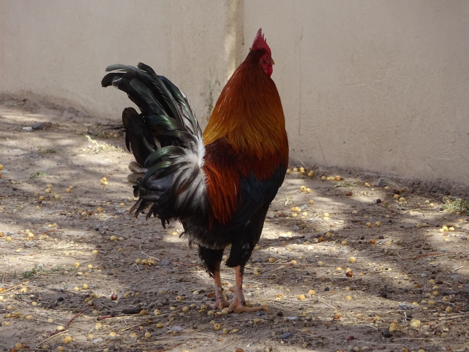 Sony Cyber-shot DSC-WX350 sample photo. Rooster, chicken, bird photography