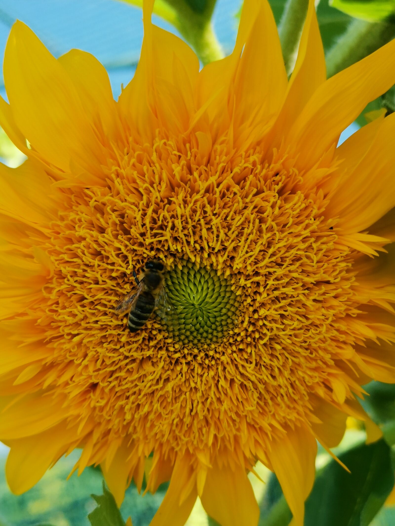 HUAWEI LYA-L29 sample photo. Sunflower, bee, yellow photography