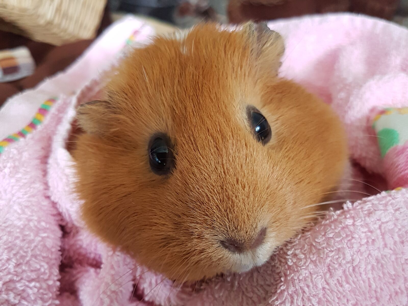 Samsung Galaxy S7 sample photo. Guinea pig, sweet, coxi photography