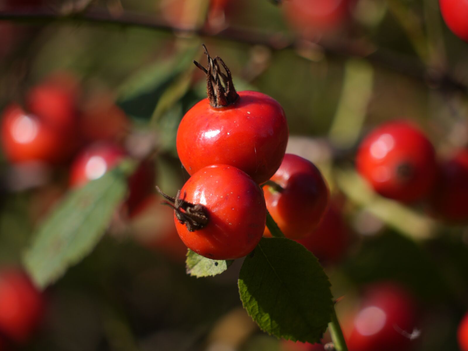 Panasonic Lumix DMC-GH3 sample photo. Rosehip, berry, wild photography