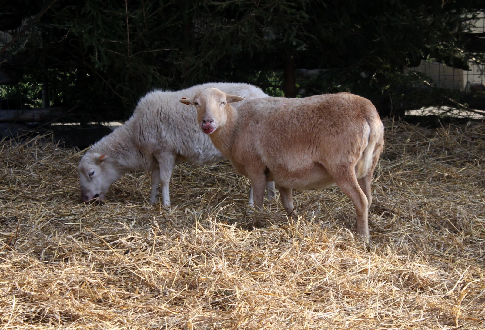 Canon EOS 1200D (EOS Rebel T5 / EOS Kiss X70 / EOS Hi) sample photo. Sheep, farm animals, nature photography