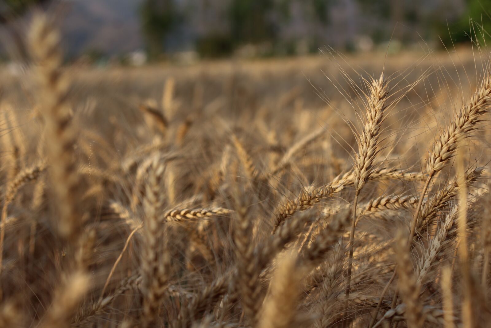 Canon EOS 1200D (EOS Rebel T5 / EOS Kiss X70 / EOS Hi) sample photo. Wheat, crop, cereal photography