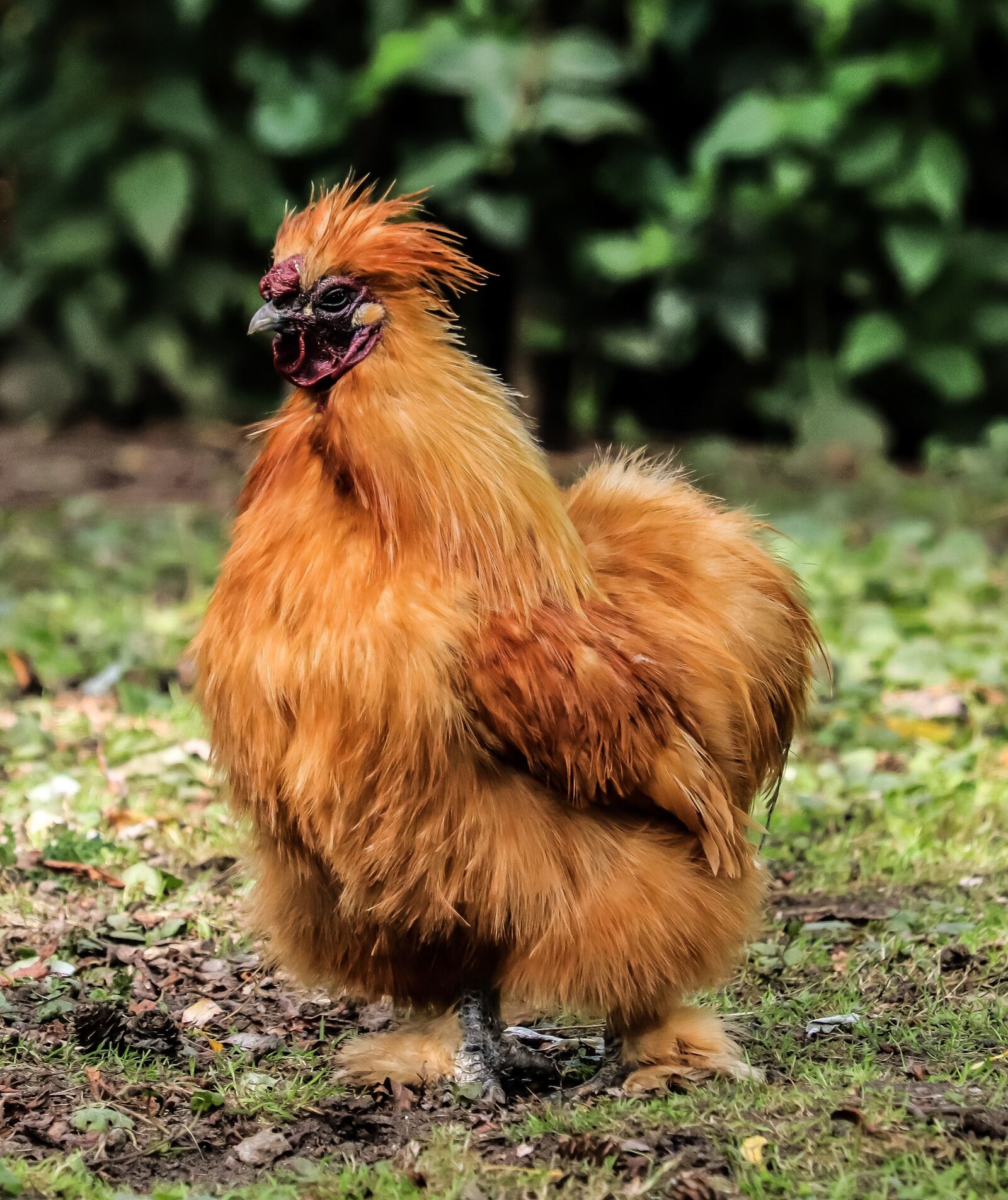 Canon EF-S 55-250mm F4-5.6 IS STM sample photo. Seidenhuhn, chicken, domestic chicken photography