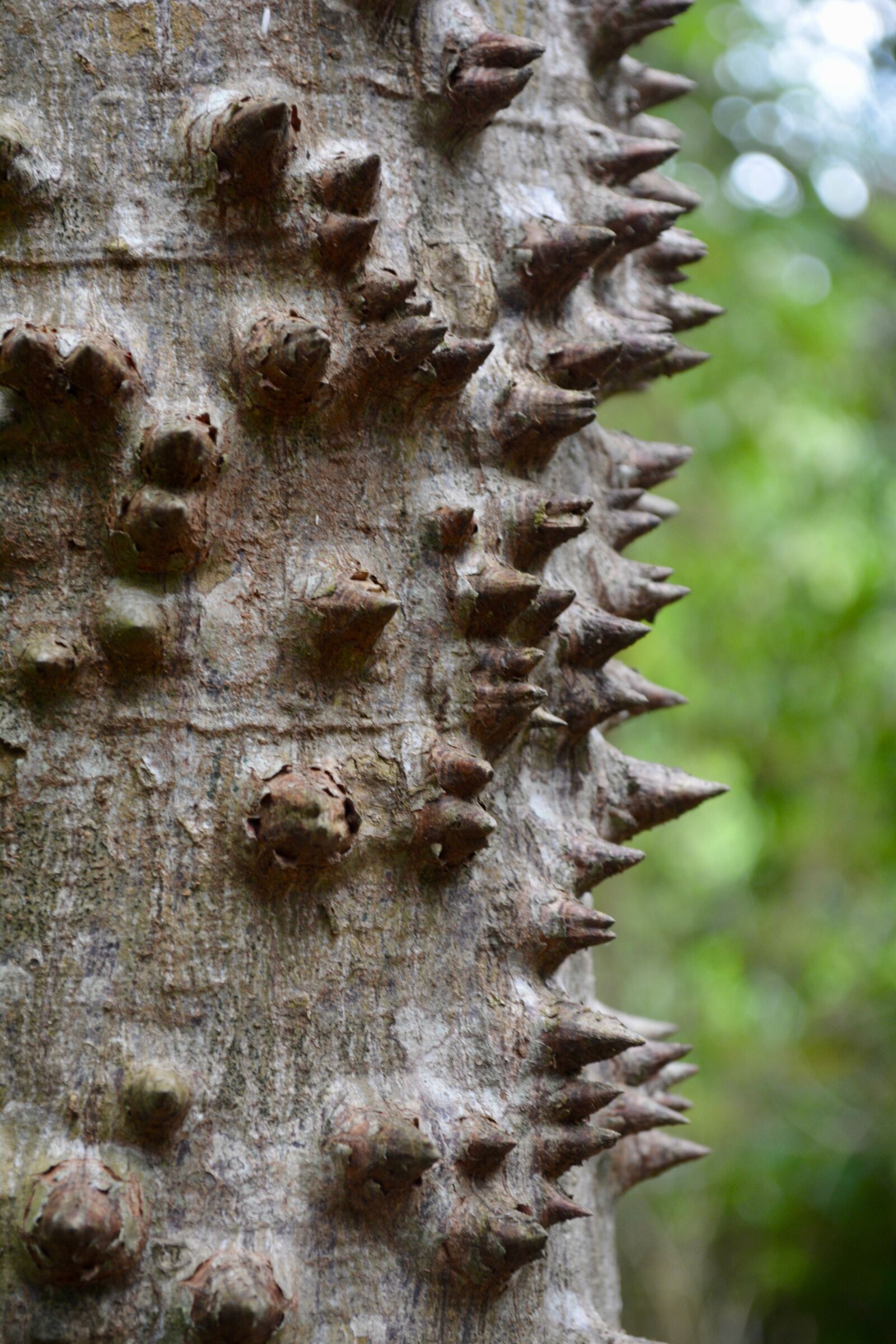 Nikon D5200 sample photo. Tree, bark, nature photography