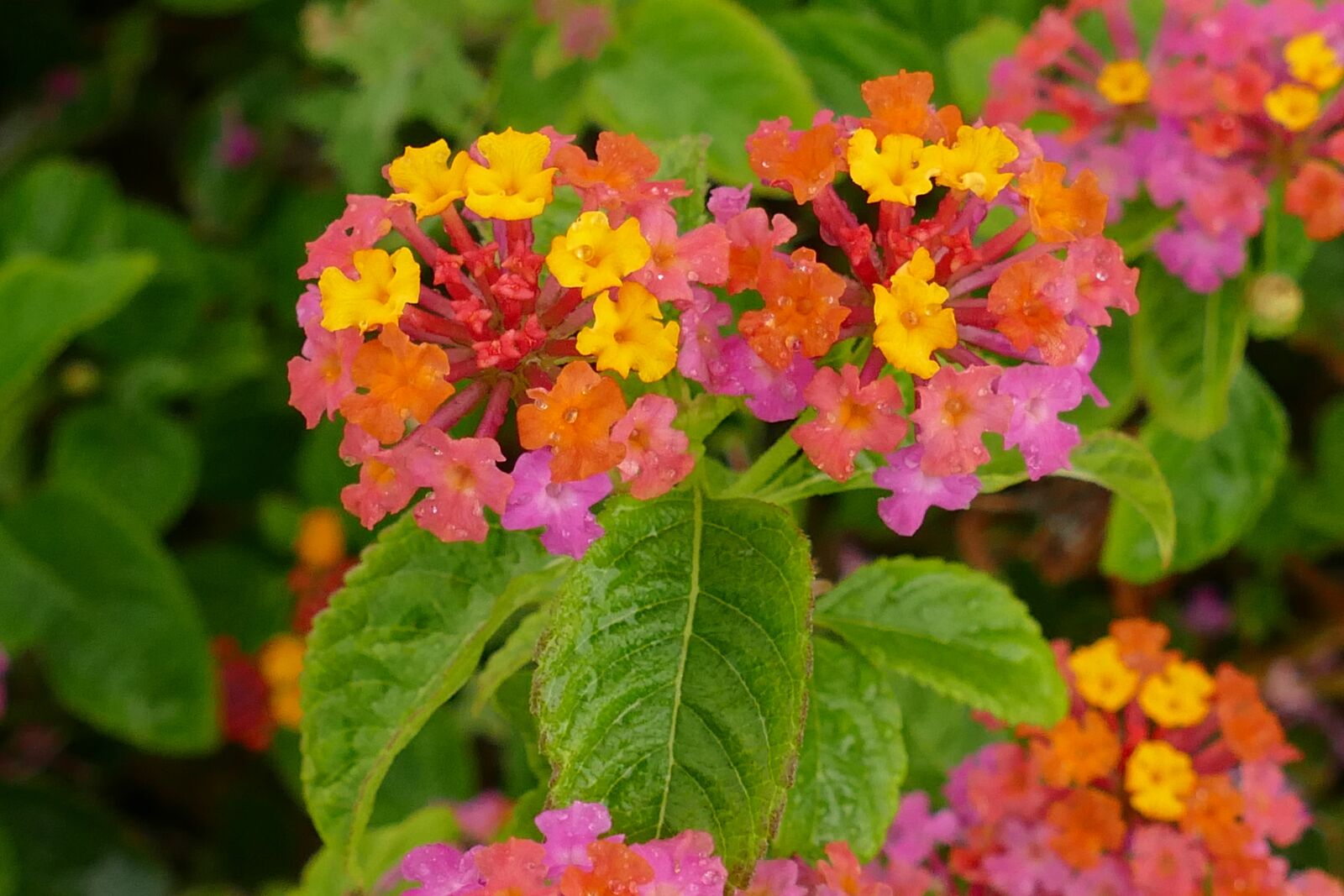 Panasonic Lumix DMC-FZ1000 sample photo. Verbena, plant, flower photography