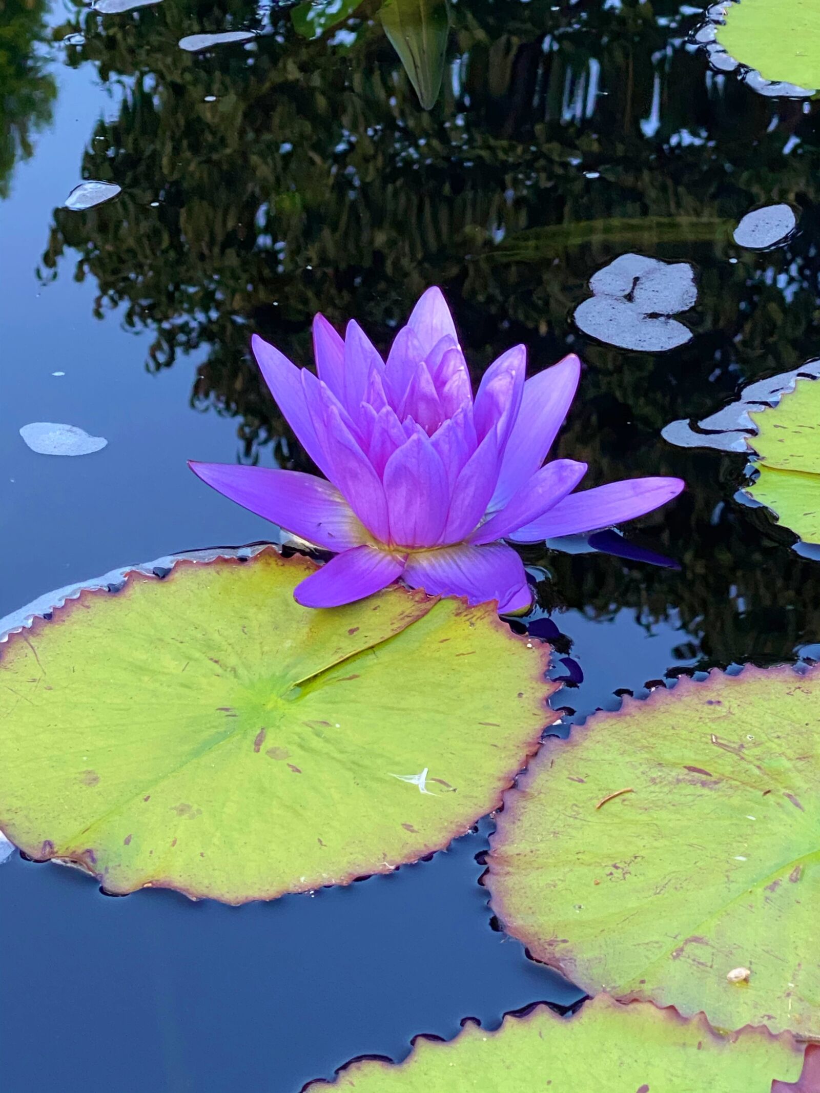 Apple iPhone 11 Pro sample photo. Lotus, purple, flower photography