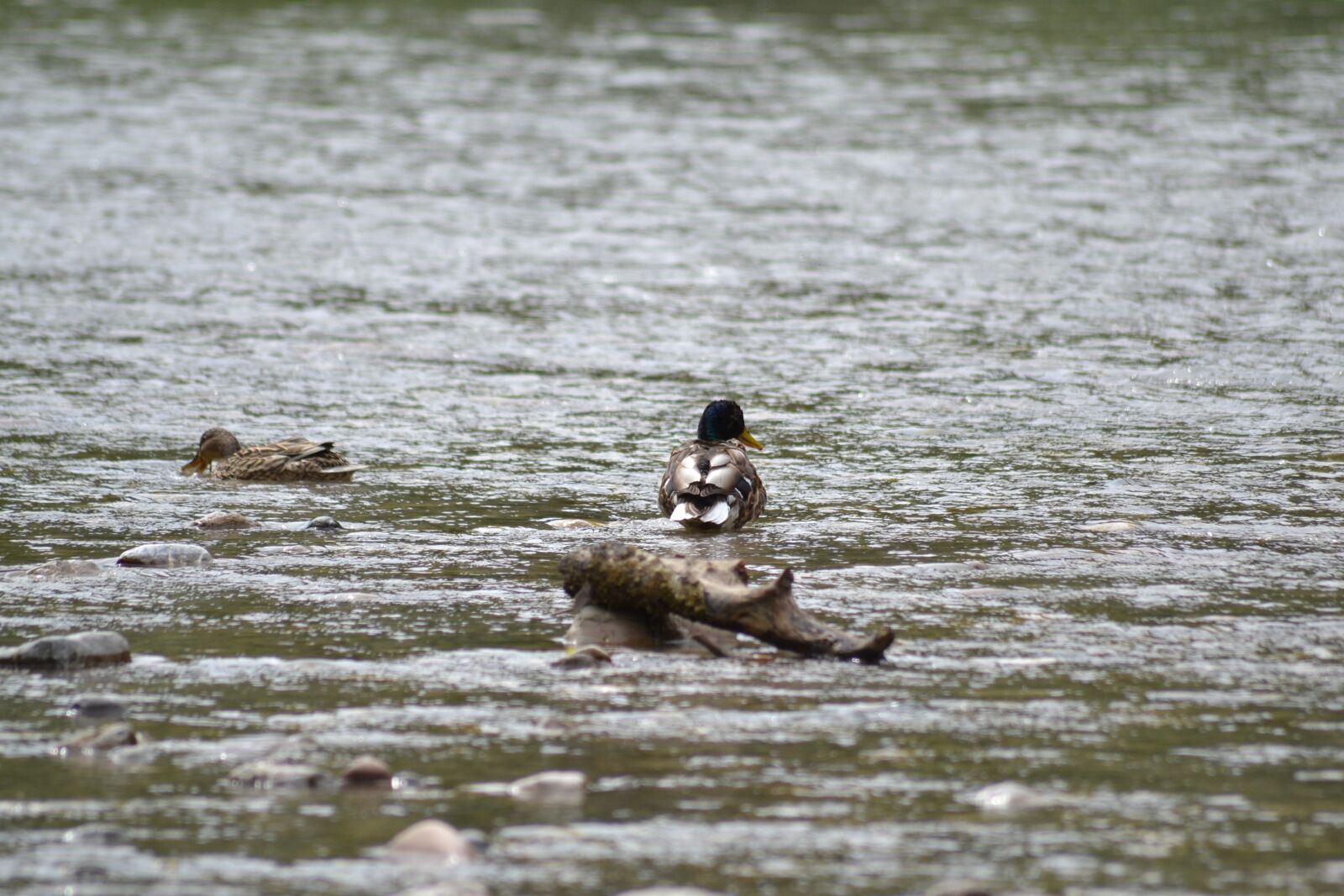 Nikon D3100 sample photo. Good company, a pair photography