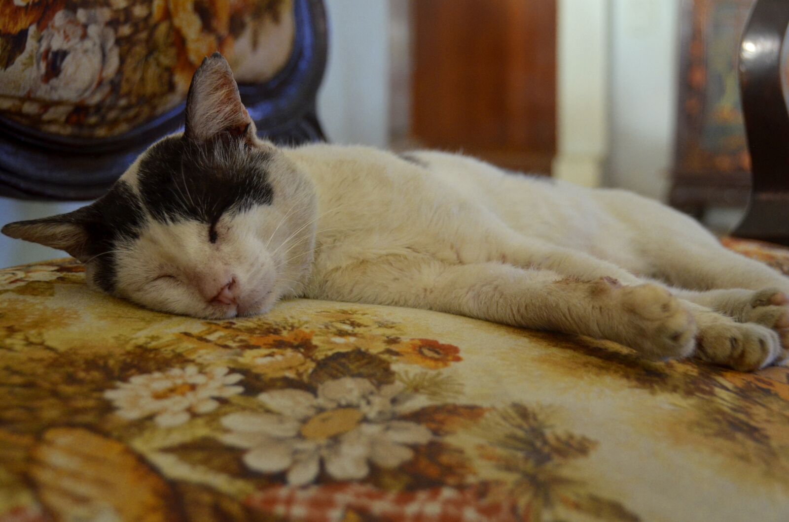 Nikon D7000 sample photo. Cat, sleep, chair photography