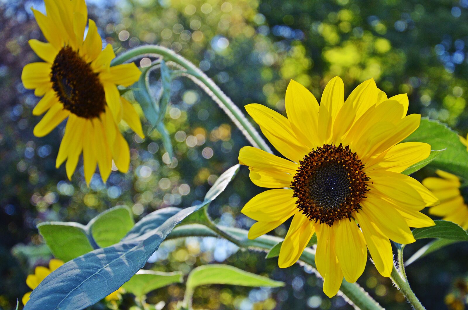 Nikon D7000 sample photo. Blurry, flowers, green, leaves photography