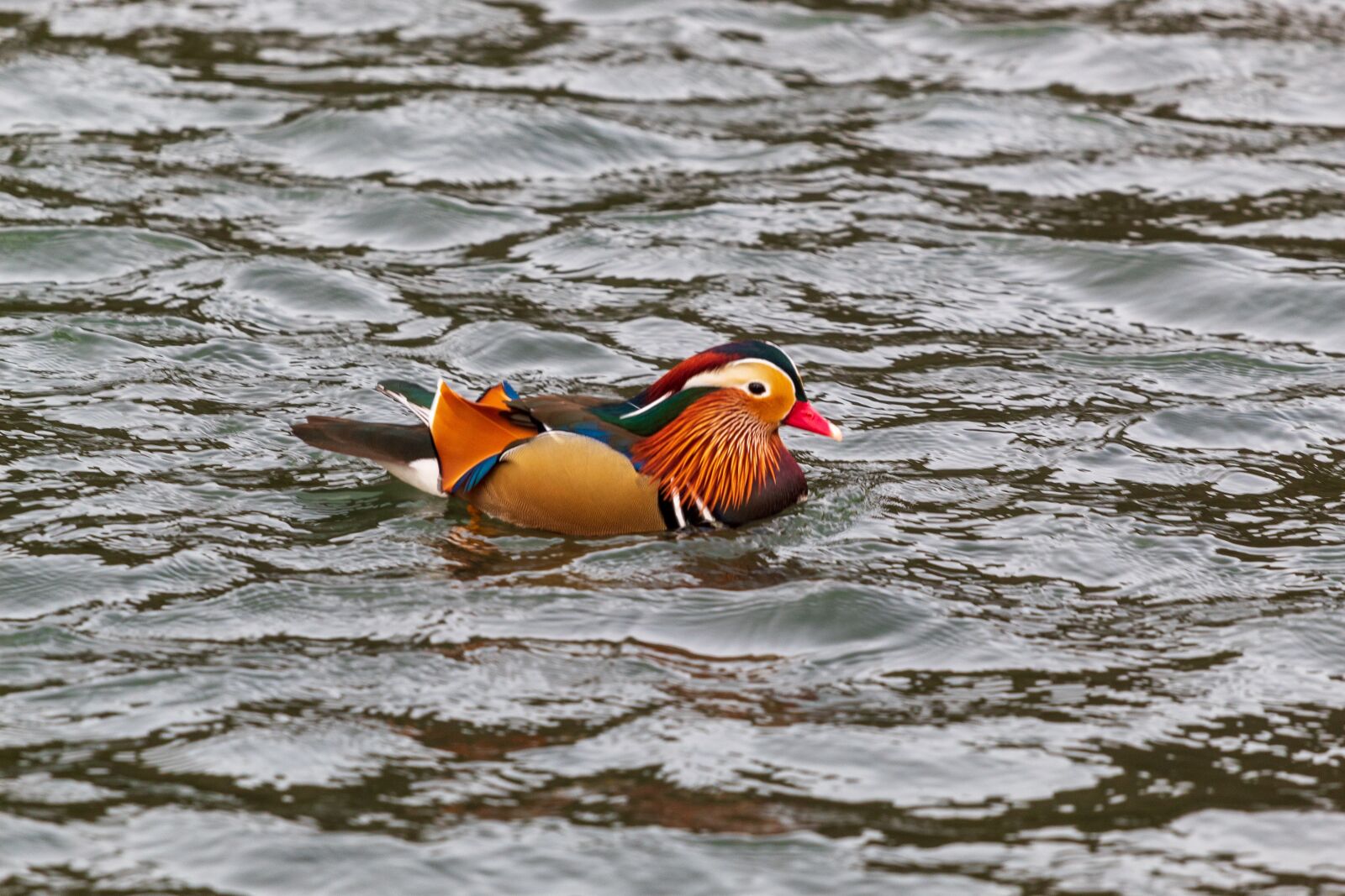Canon EF 70-200mm F4L USM sample photo. Duck, mandarin, colourful photography