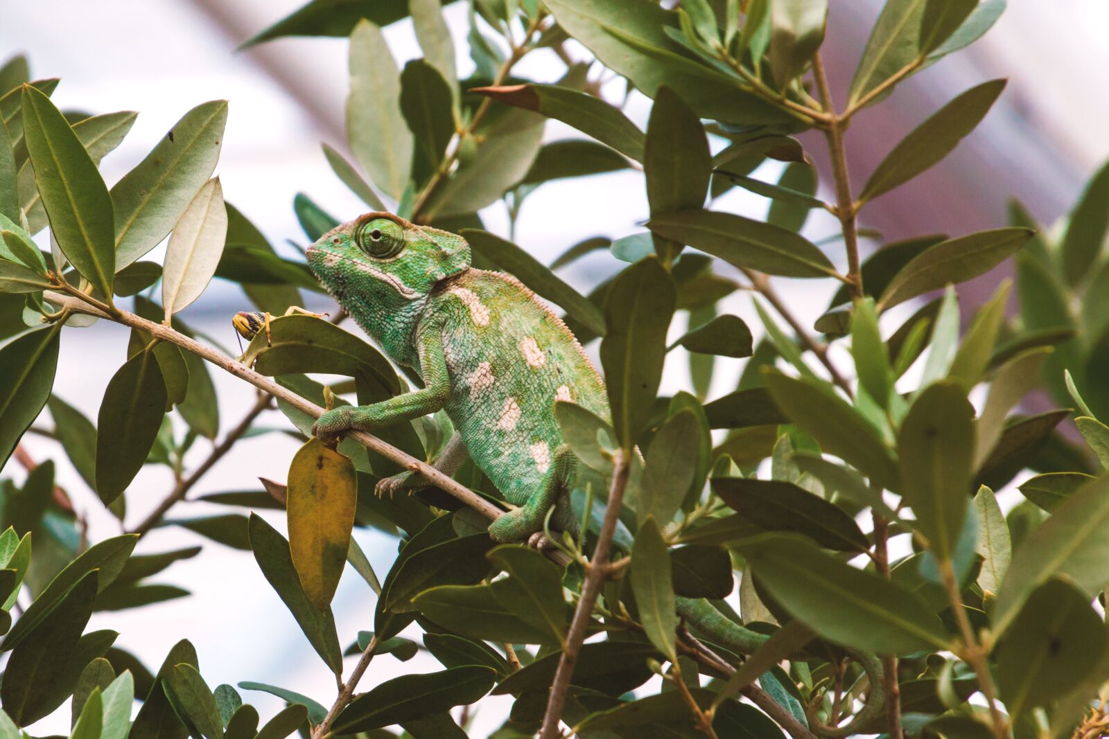 Canon EOS 70D sample photo. Chameleon, scale, grasshopper photography