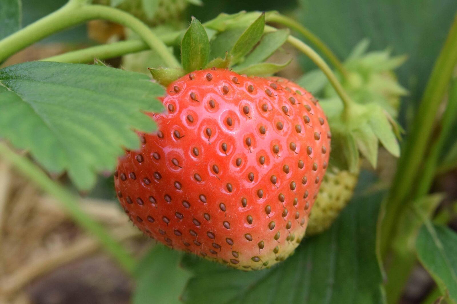 Nikon D3300 sample photo. Fruit, nature, food, leaf photography