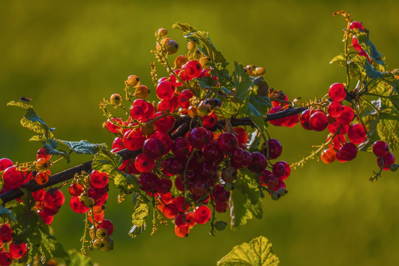 Fujifilm XF 55-200mm F3.5-4.8 R LM OIS sample photo. Currants, red, fruit photography