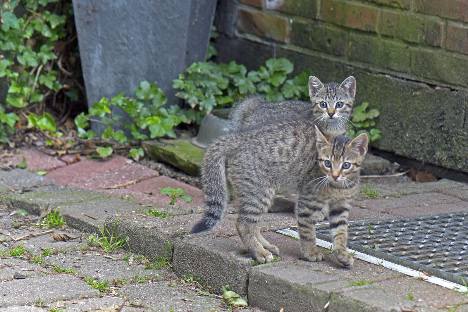 Nikon D500 sample photo. Cat, young cats, kitten photography