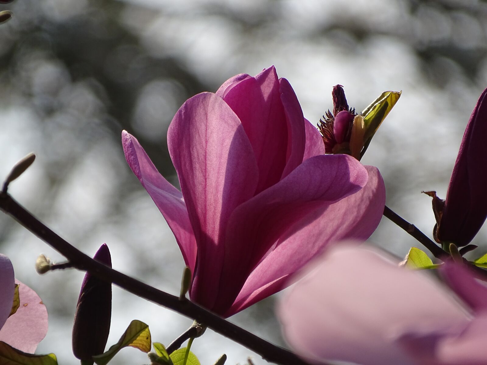 Sony Cyber-shot DSC-HX400V sample photo. Magnolia, blossom, bloom photography
