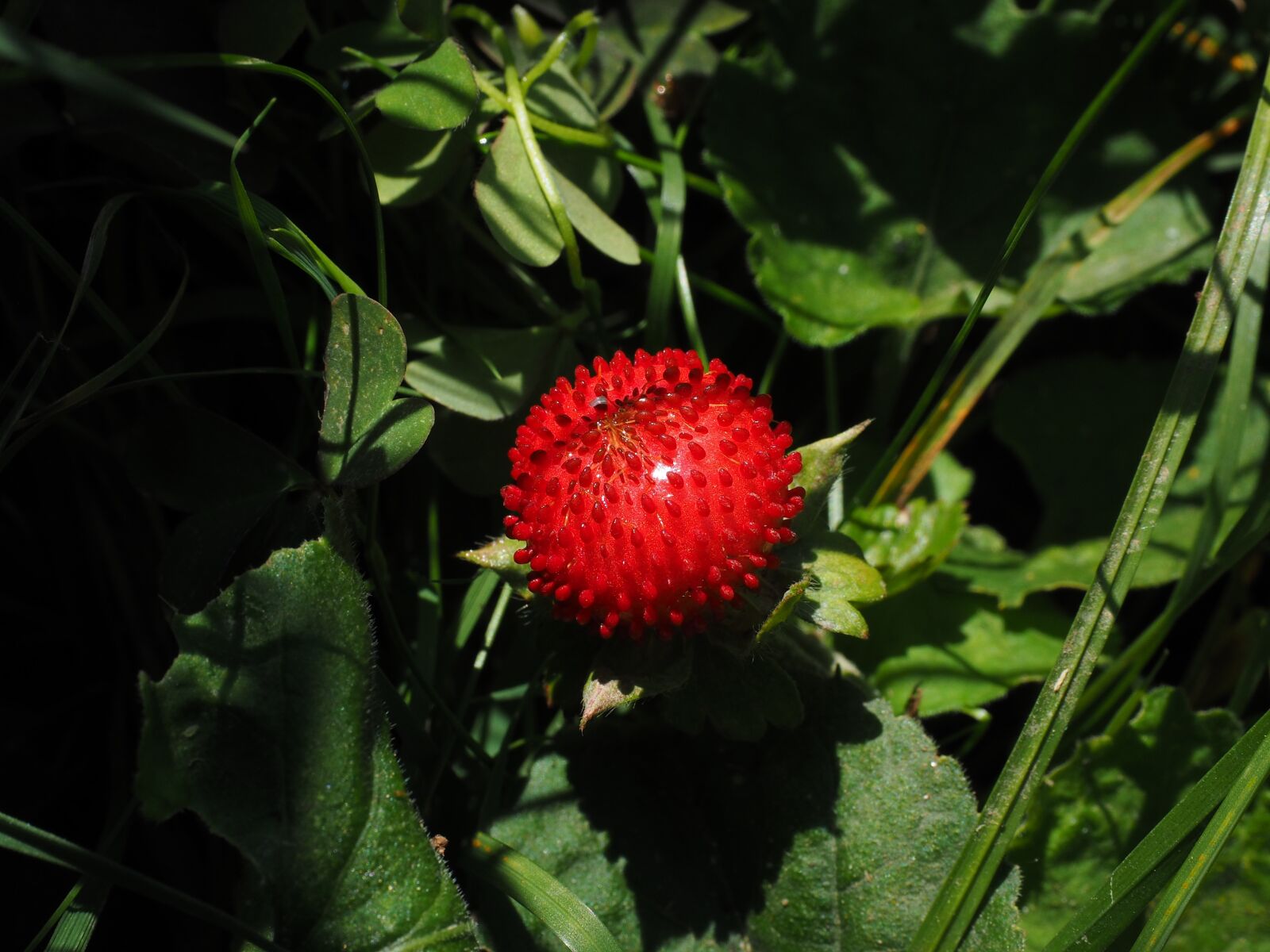 Olympus OM-D E-M1 + Olympus M.Zuiko Digital ED 12-40mm F2.8 Pro sample photo. Translucent strawberry, strawberry, berry photography