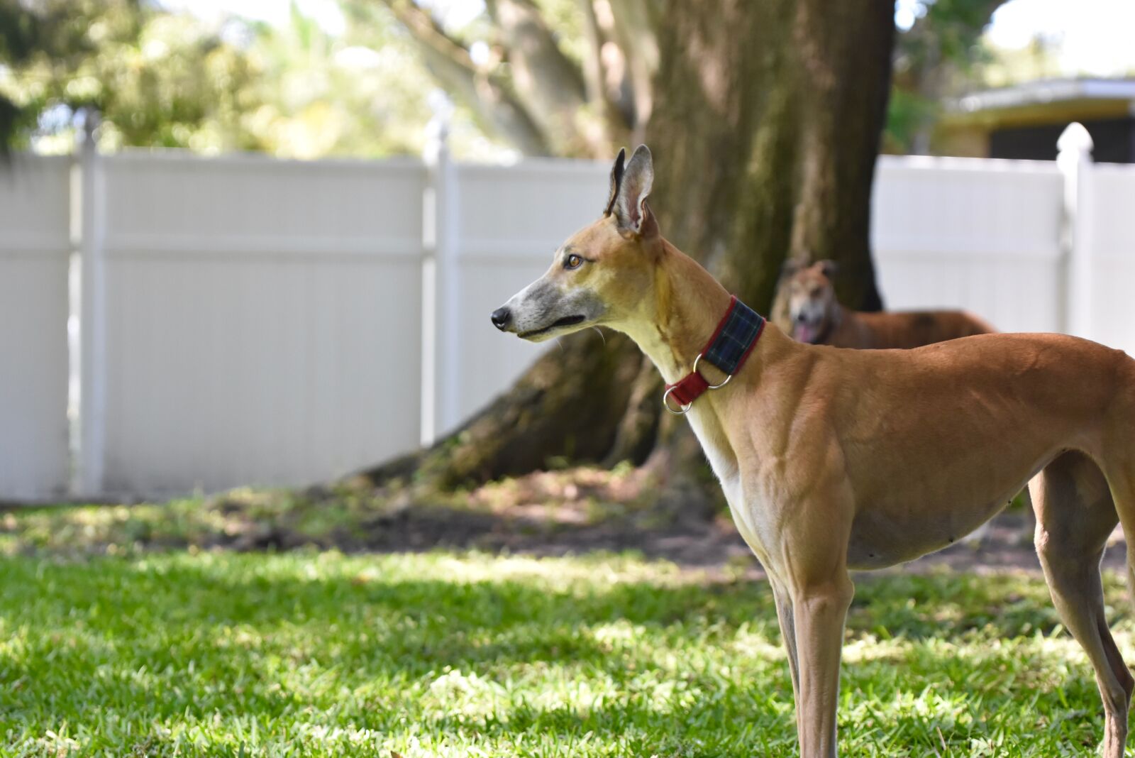Nikon D5500 sample photo. Greyhound, retired racing dog photography
